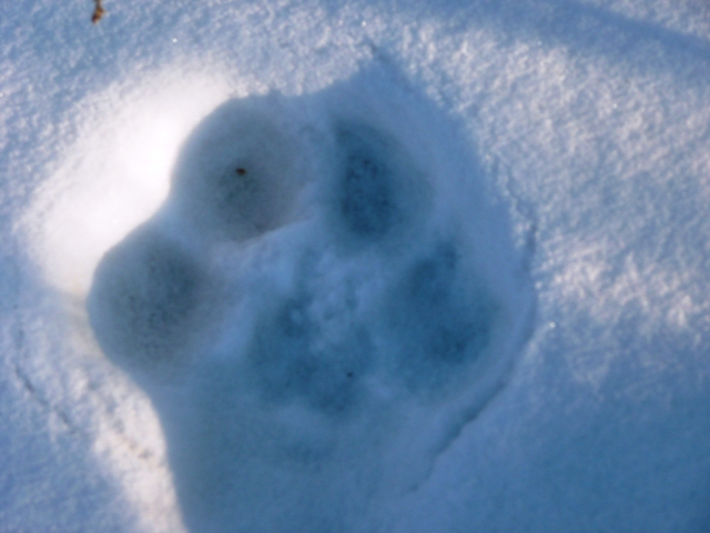 lynx tracks in snow