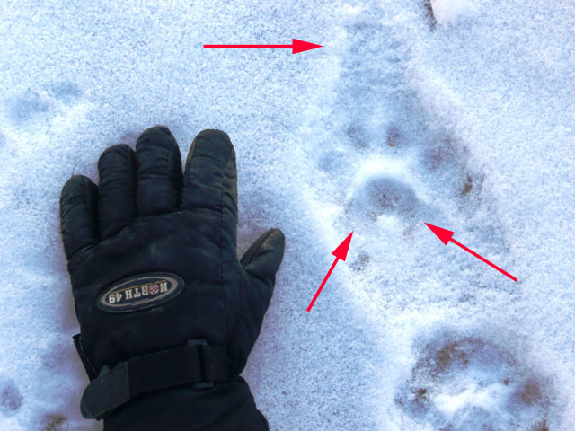 lynx tracks in snow