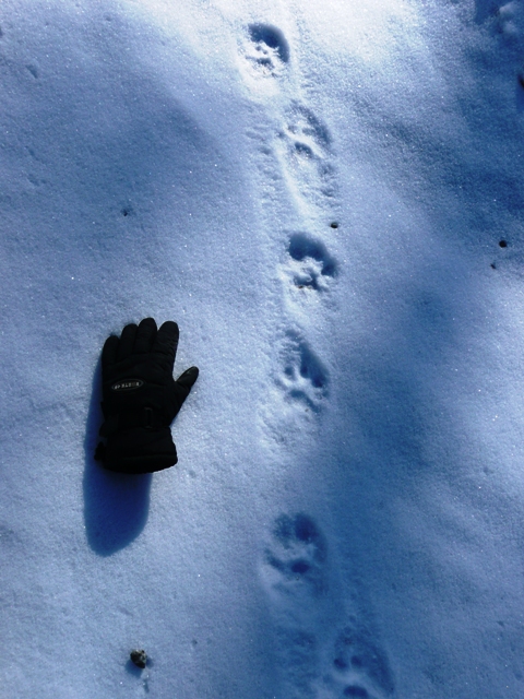 lynx tracks in snow