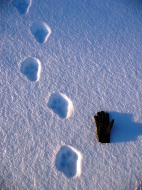 lynx tracks in snow