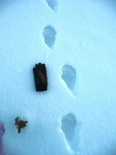 lynx tracks in snow