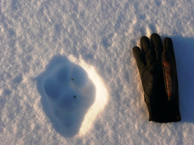 lynx tracks in snow